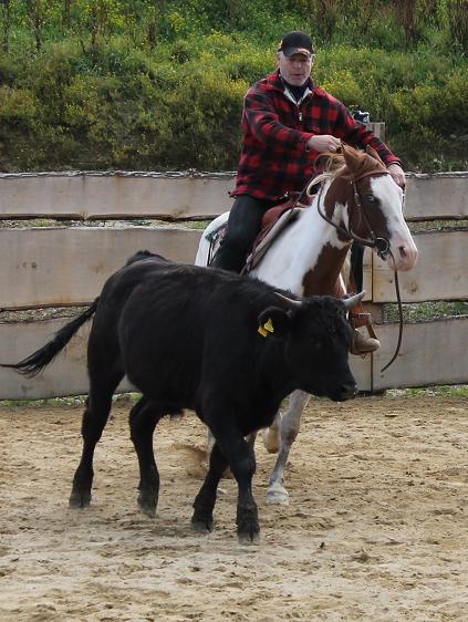 Cow Horse Clinic :: Cattlemountain Farm